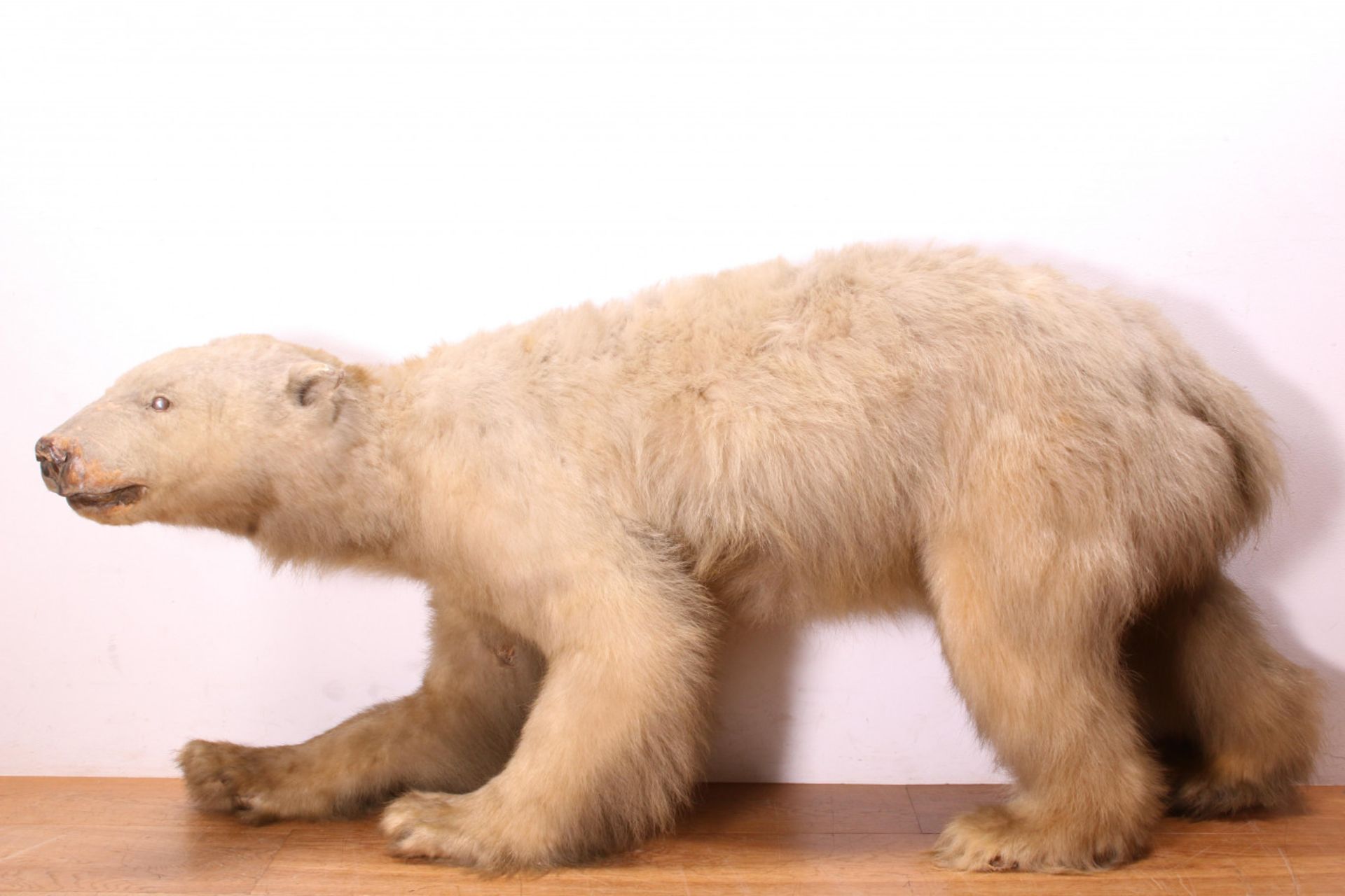 Taxidermy, antiek preparaat van een ijsbeer, ca. 1900-1920,