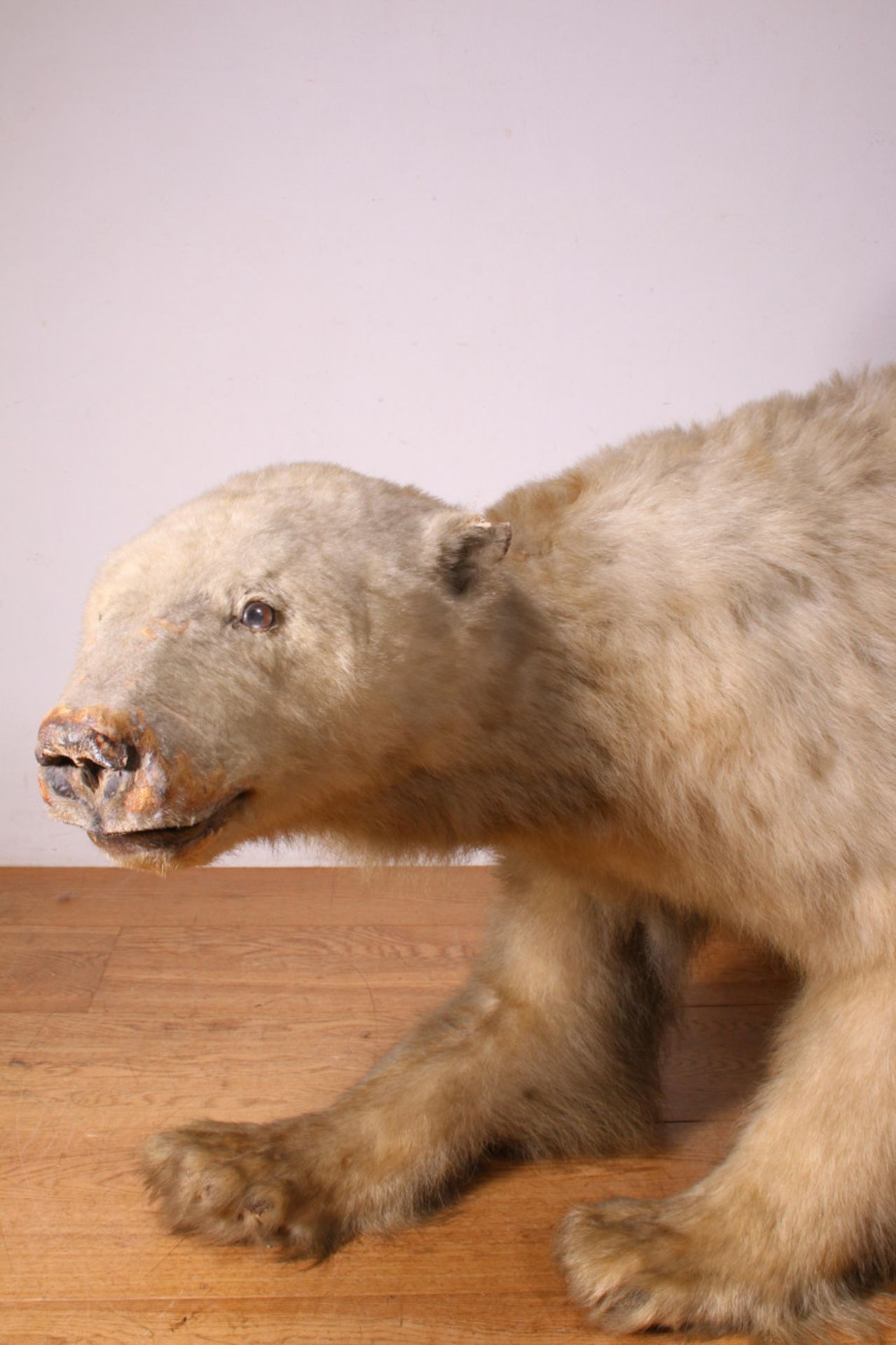 Taxidermy, antiek preparaat van een ijsbeer, ca. 1900-1920, - Image 2 of 5