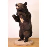 Taxidermy, antiek preparaat van een Aziatische Honing Beer, ca. 1900,