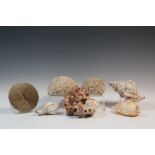 Collectie schelpen, zeesterren en grote zee-egel skeletten