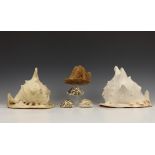 Twee grote conch-shells, woestijnroos en drie schelpen