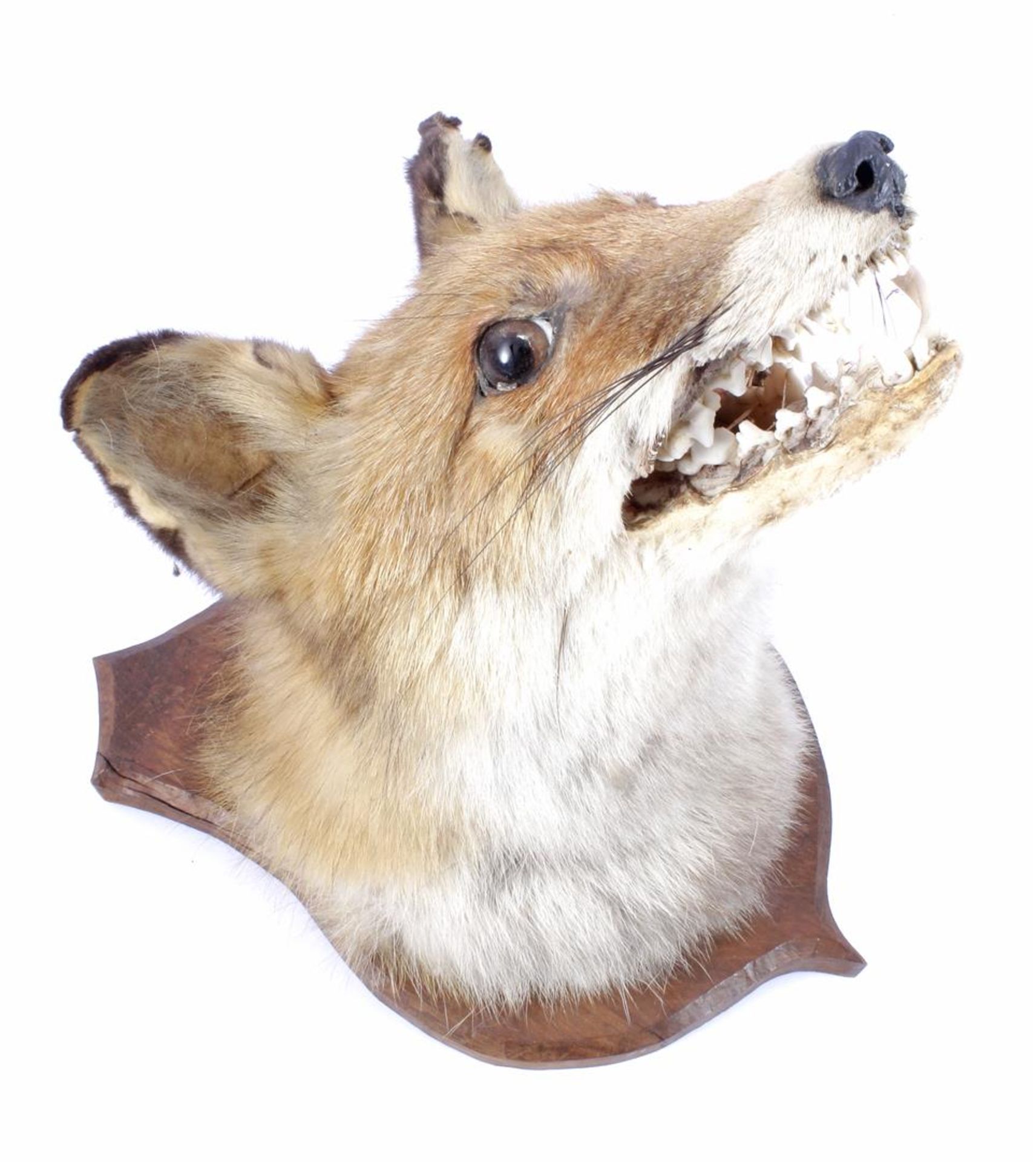 Taxidermy fox head on wooden wall plate 28 cm high, 29 cm deep