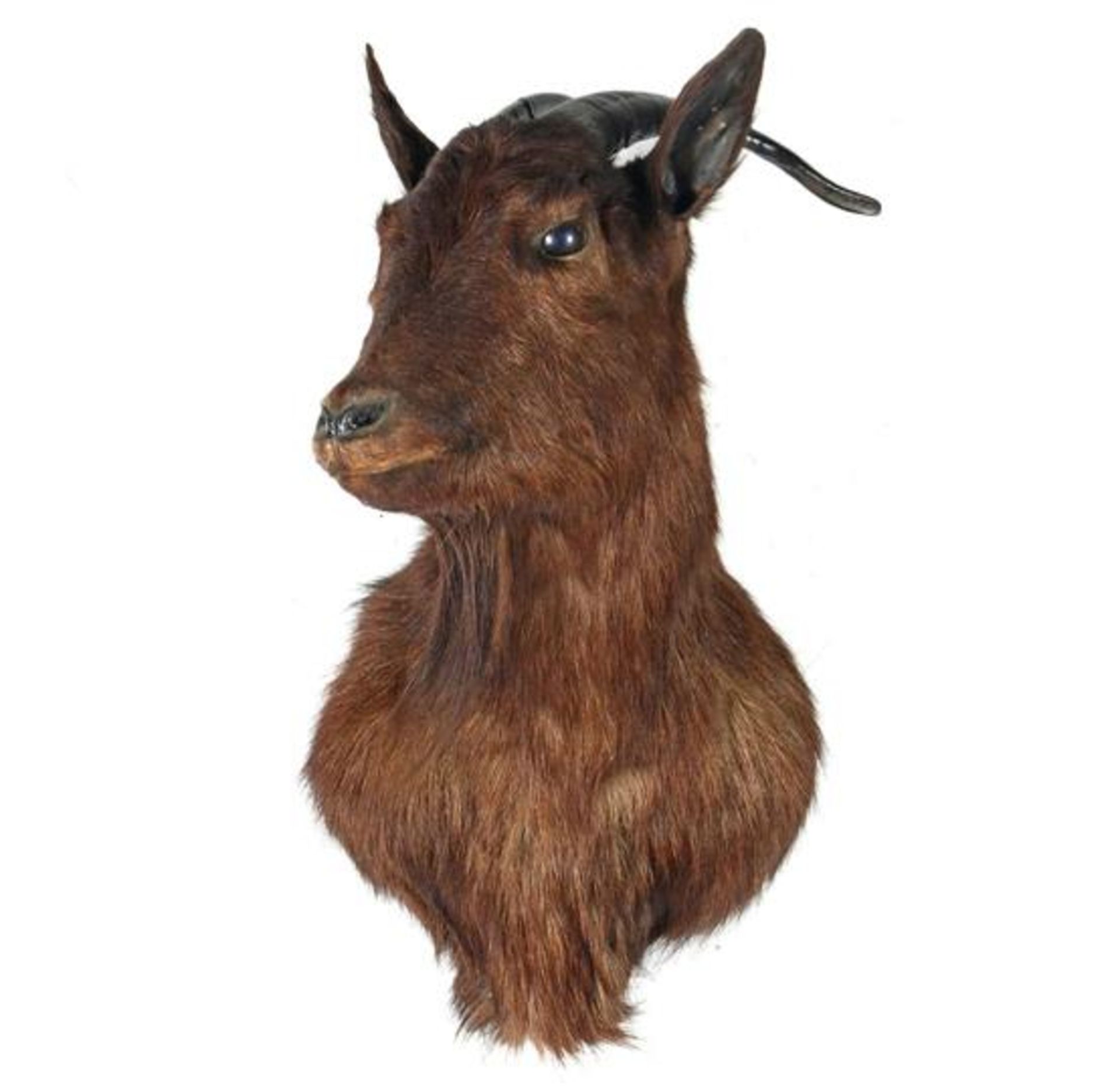 Taxidermy head of a kind of ibex 52 cm high
