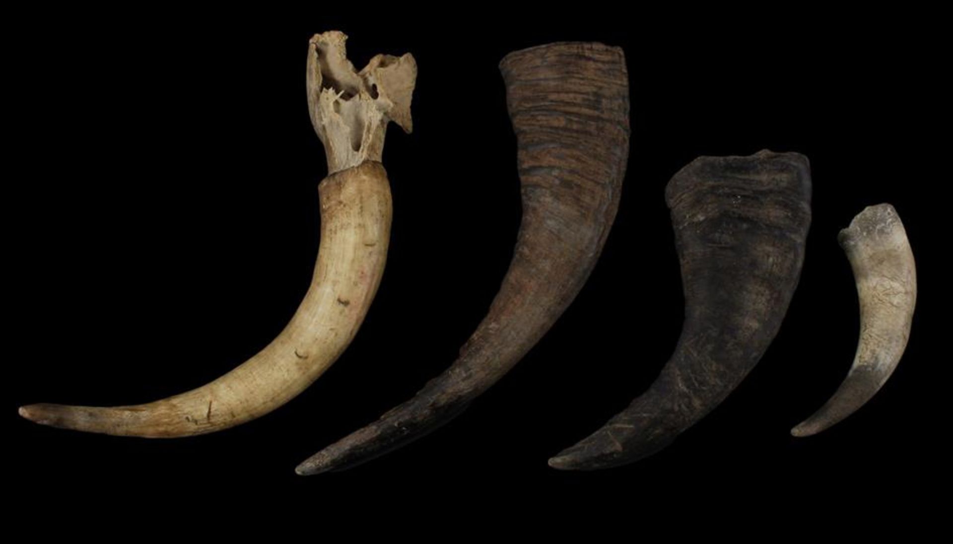 3 & nbsp; various horns 21 cm, 33 cm, 46 cm and horn with piece of skull 43 cm