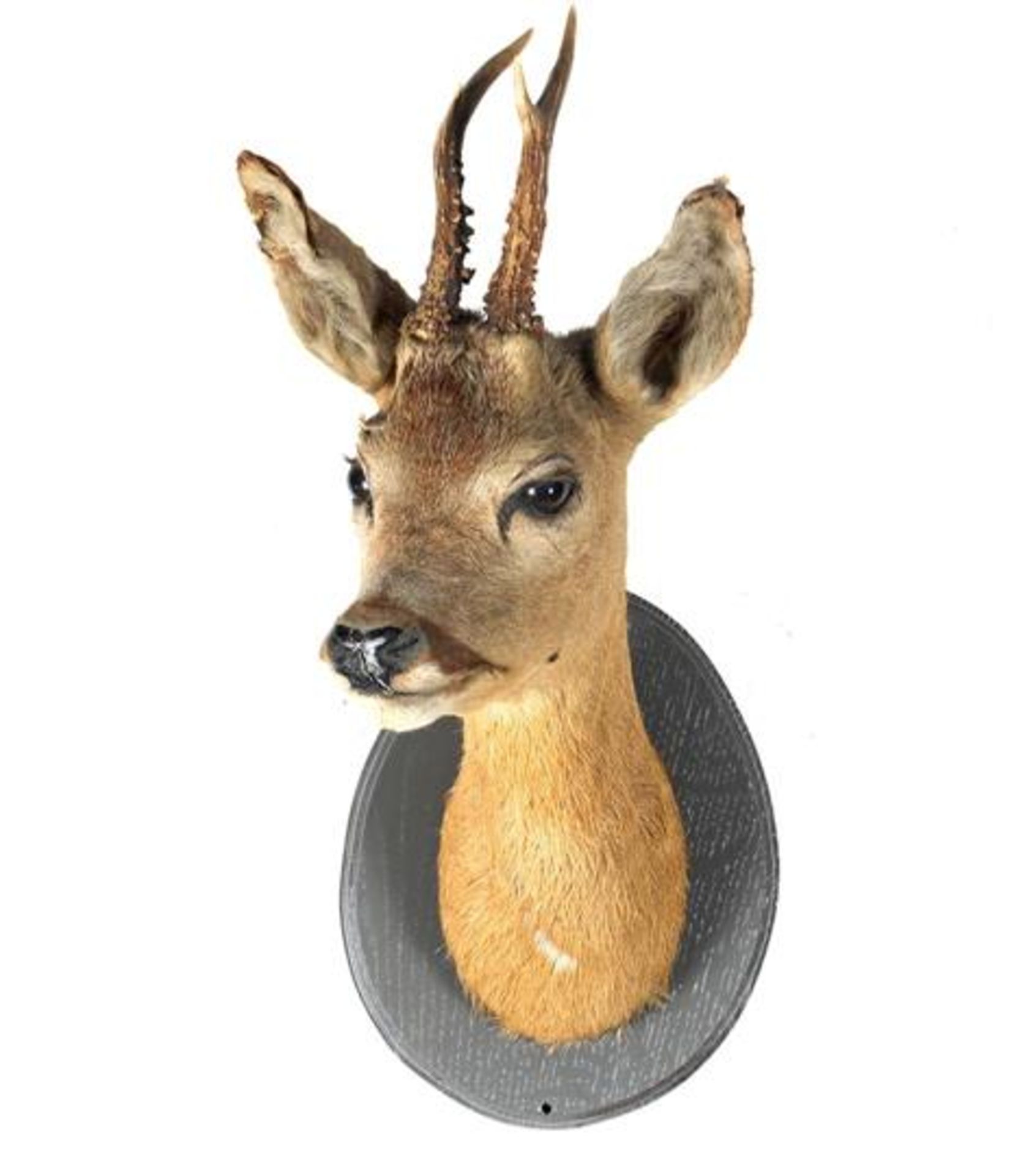 Prepared head of a deer, 45 cm high