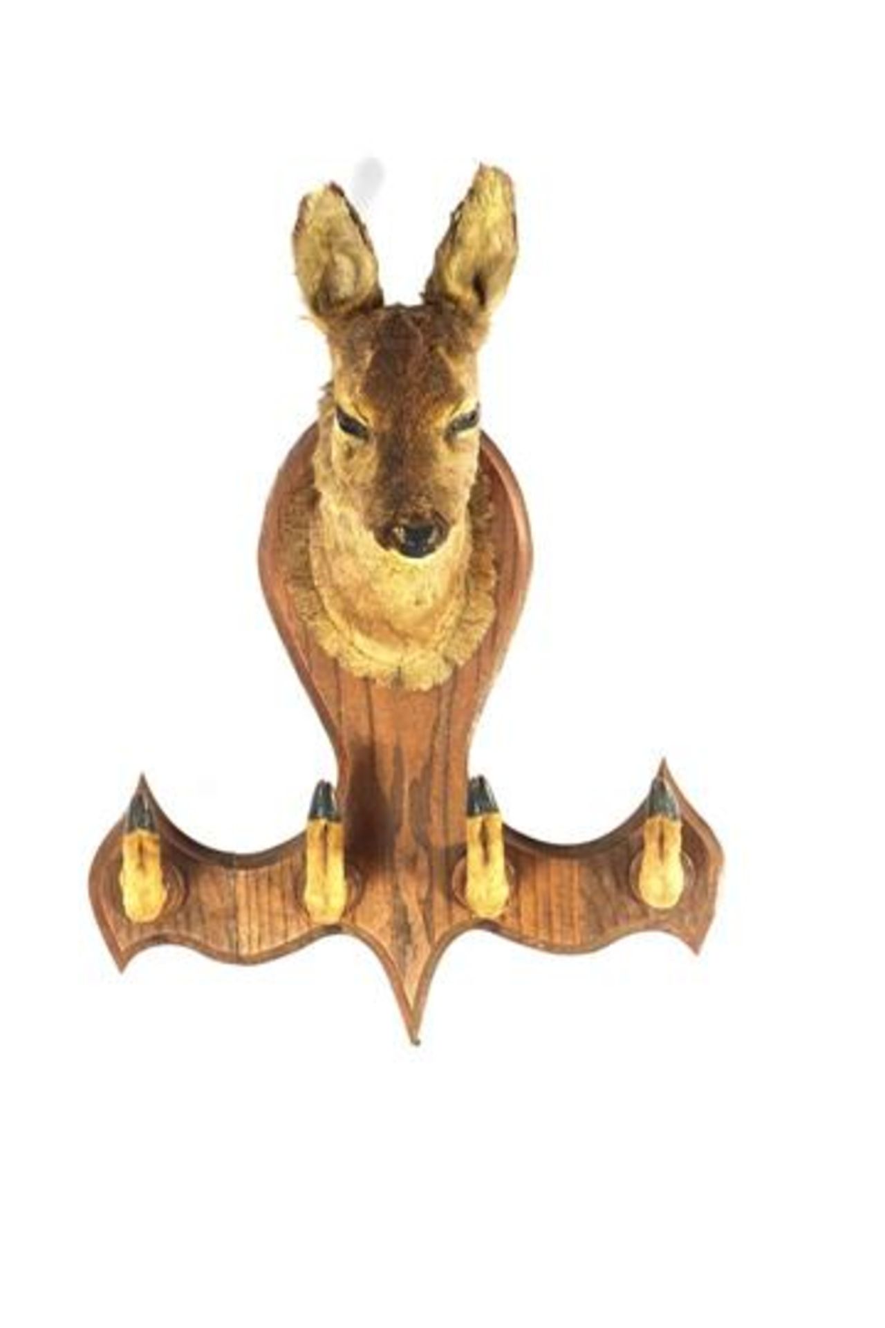 Wall decoration of a prepared head of a deer with 4 legs, 65 cm high, 48 cm wide
