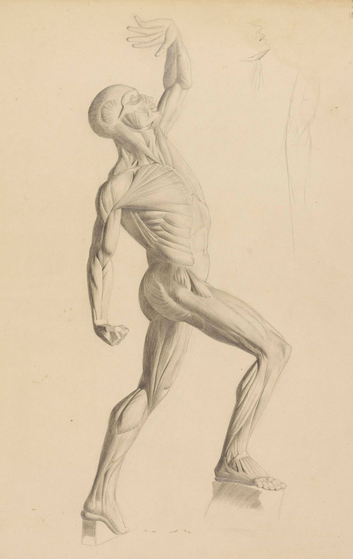 Anatomie. – Albrecht Bruck (Lauban/Schles. 1874-1964). 14 (13 sign.) Bll. anatomische Studien,