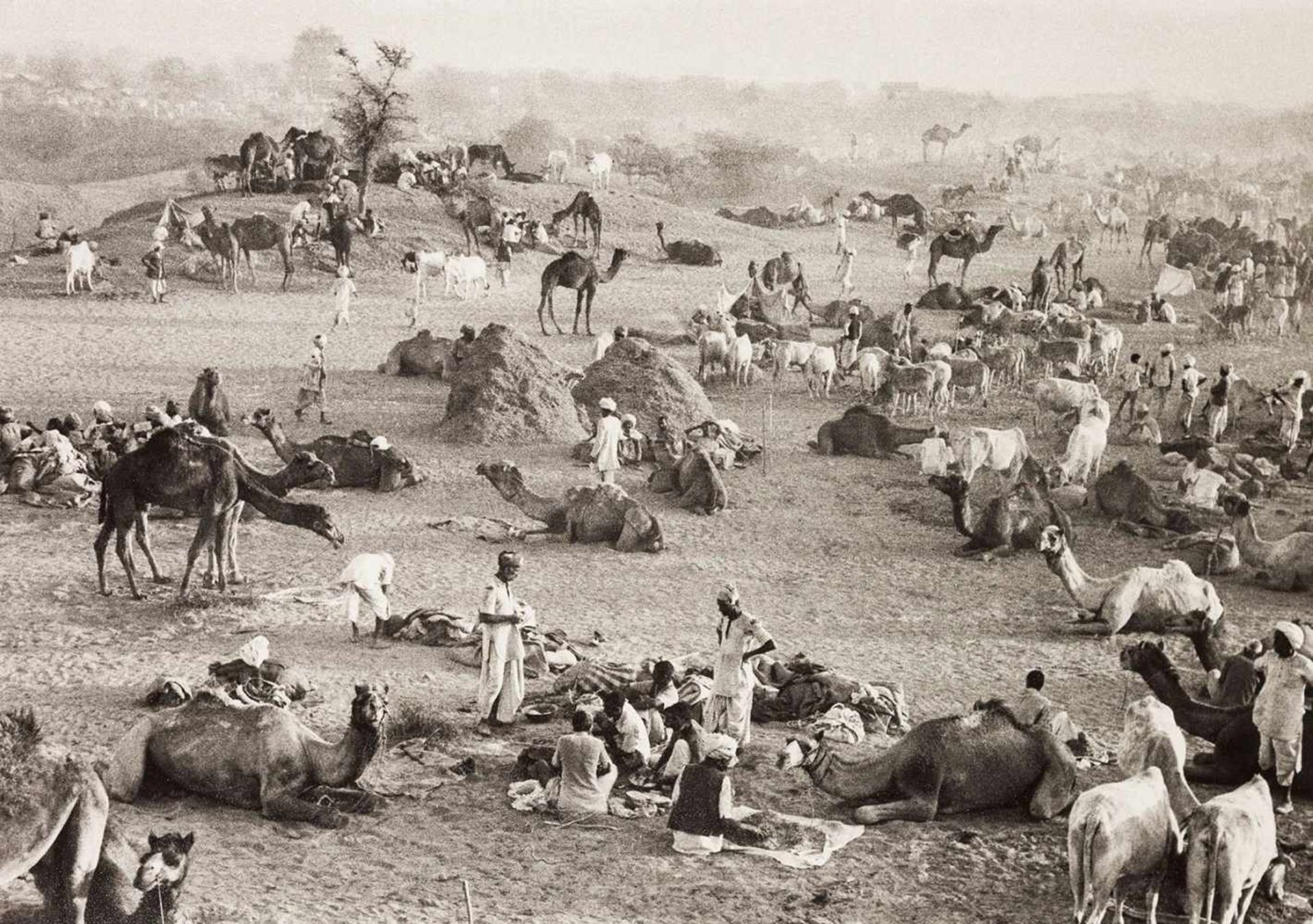 Marc Riboud, 1923-2016 Kamelmarkt in Rajasthan, 1956, Abzug um 1980 Verso signiert, bezeichnet Inde