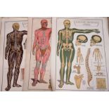 A collection of Eight vintage elementary physiology posters of the body by Robert E Holding. To