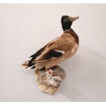 A taxidermy mount of a Mallard drake duck
