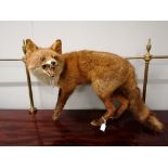 A taxidermy mount of a red fox