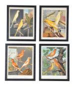 A set of twelve colour plates from Cassell's Canaries and Cage Birds