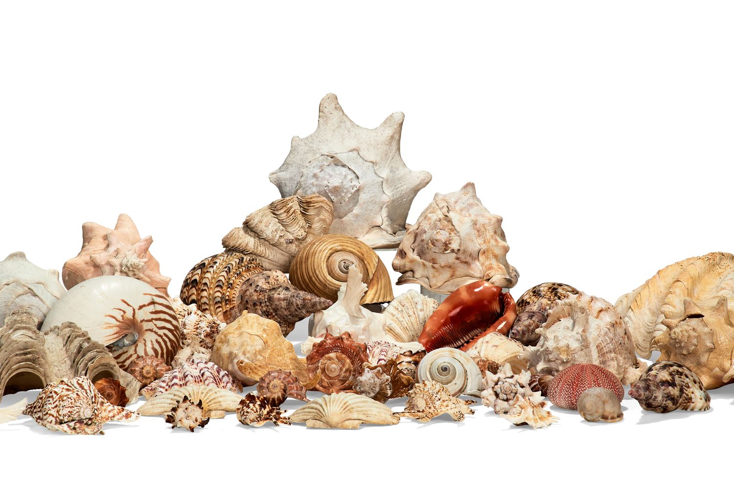 ϒ A collection of assorted decorative seashells