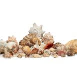 ϒ A collection of assorted decorative seashells