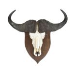 A cape buffalo skull mount