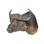 A cape buffalo head and shoulder mount