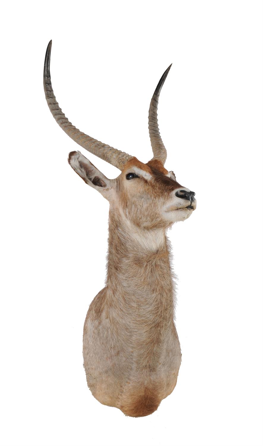 A preserved and mounted antelope head - Image 2 of 3