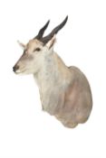 A Common Eland head and shoulder mount