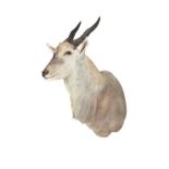 A Common Eland head and shoulder mount