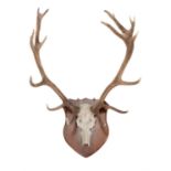 A red deer skull and antlers wall mount