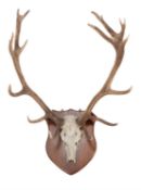 A red deer skull and antlers wall mount