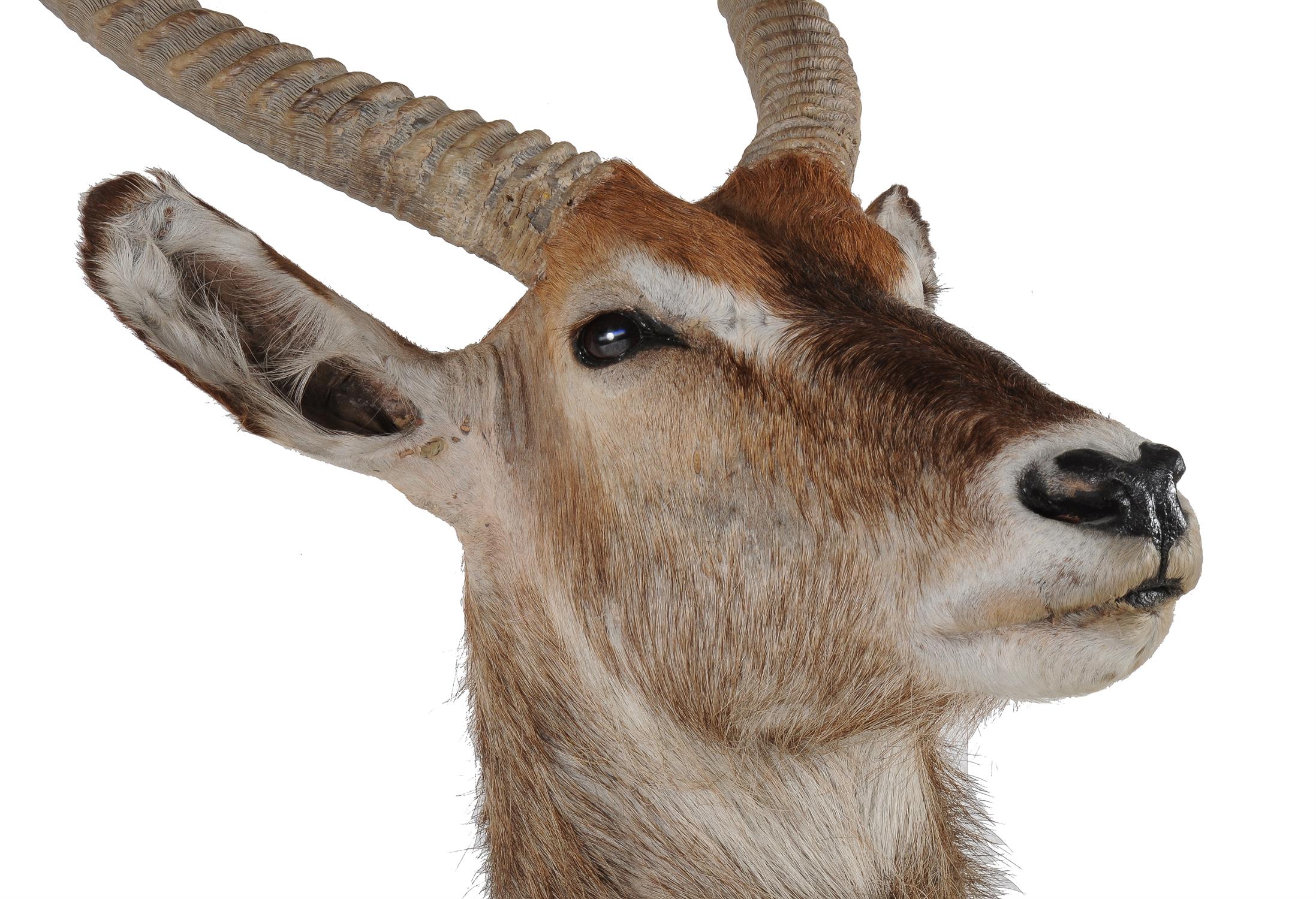 A preserved and mounted antelope head - Image 3 of 3