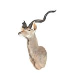 A Greater Kudu head and shoulder mount