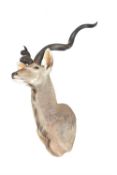 A Greater Kudu head and shoulder mount