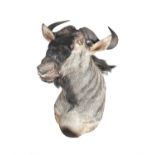 A Blue Wildebeest head and shoulder mount