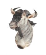 A Blue Wildebeest head and shoulder mount