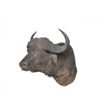 A cape buffalo head and shoulder mount