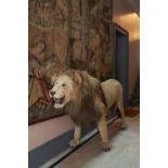 Y A preserved male lion