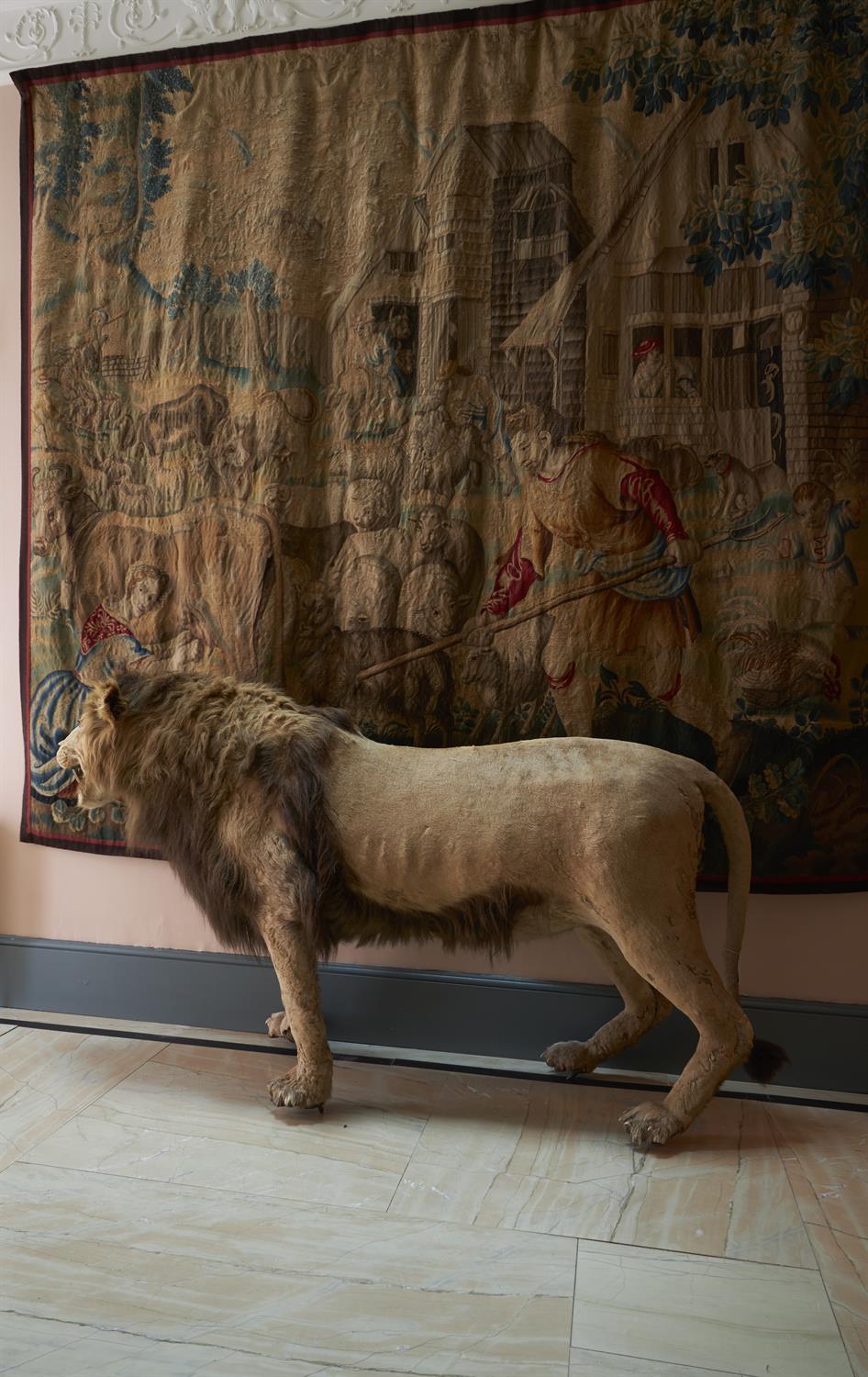 Y A preserved male lion - Image 3 of 3