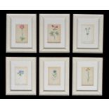 A set of twelve botanical prints