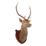 A red deer head mount