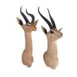 Y Two gazelle head mounts
