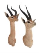 Y Two gazelle head mounts