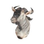 Y A Blue Wildebeest head and shoulder mount