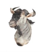 Y A Blue Wildebeest head and shoulder mount