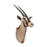 Y A Roan antelope head mount