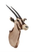 Y A Roan antelope head mount