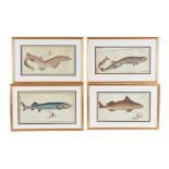 A set of eleven prints, natural history fish studies from an ichthyology folio