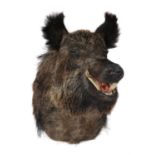 A preserved head mount of a European wild boar