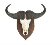 Y A cape buffalo skull mount