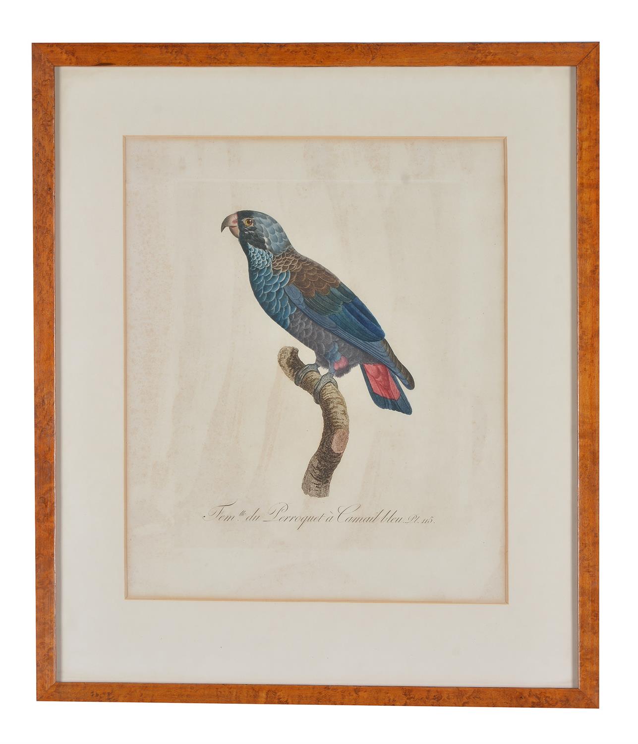 After Jacques Barraband, A set of four exotic birds, Hand-coloured engravings, each overall 59 x 50c - Image 2 of 5