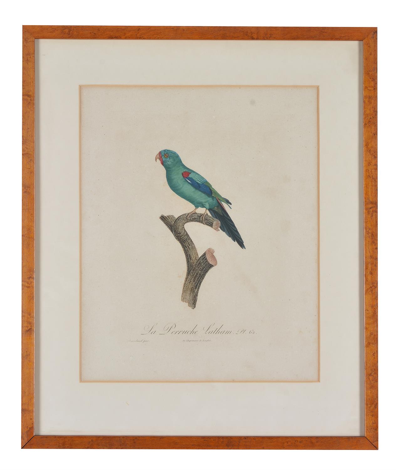 After Jacques Barraband, A set of four exotic birds, Hand-coloured engravings, each overall 59 x 50c - Image 4 of 5