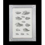 A set of six Dutch monochrome engravings of sea shells and sea creatures