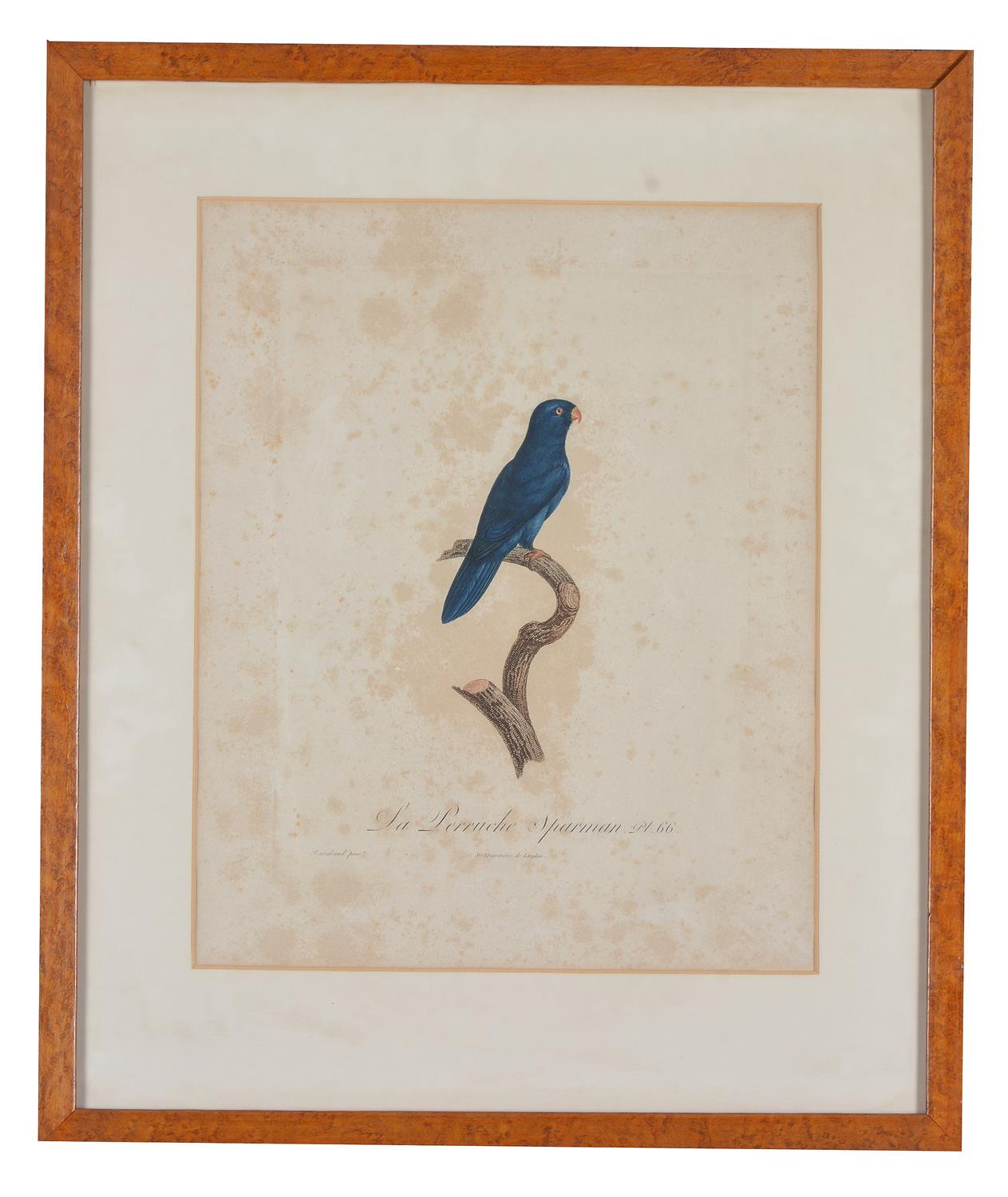 After Jacques Barraband, A set of four exotic birds, Hand-coloured engravings, each overall 59 x 50c