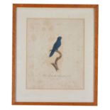 After Jacques Barraband, A set of four exotic birds, Hand-coloured engravings, each overall 59 x 50c