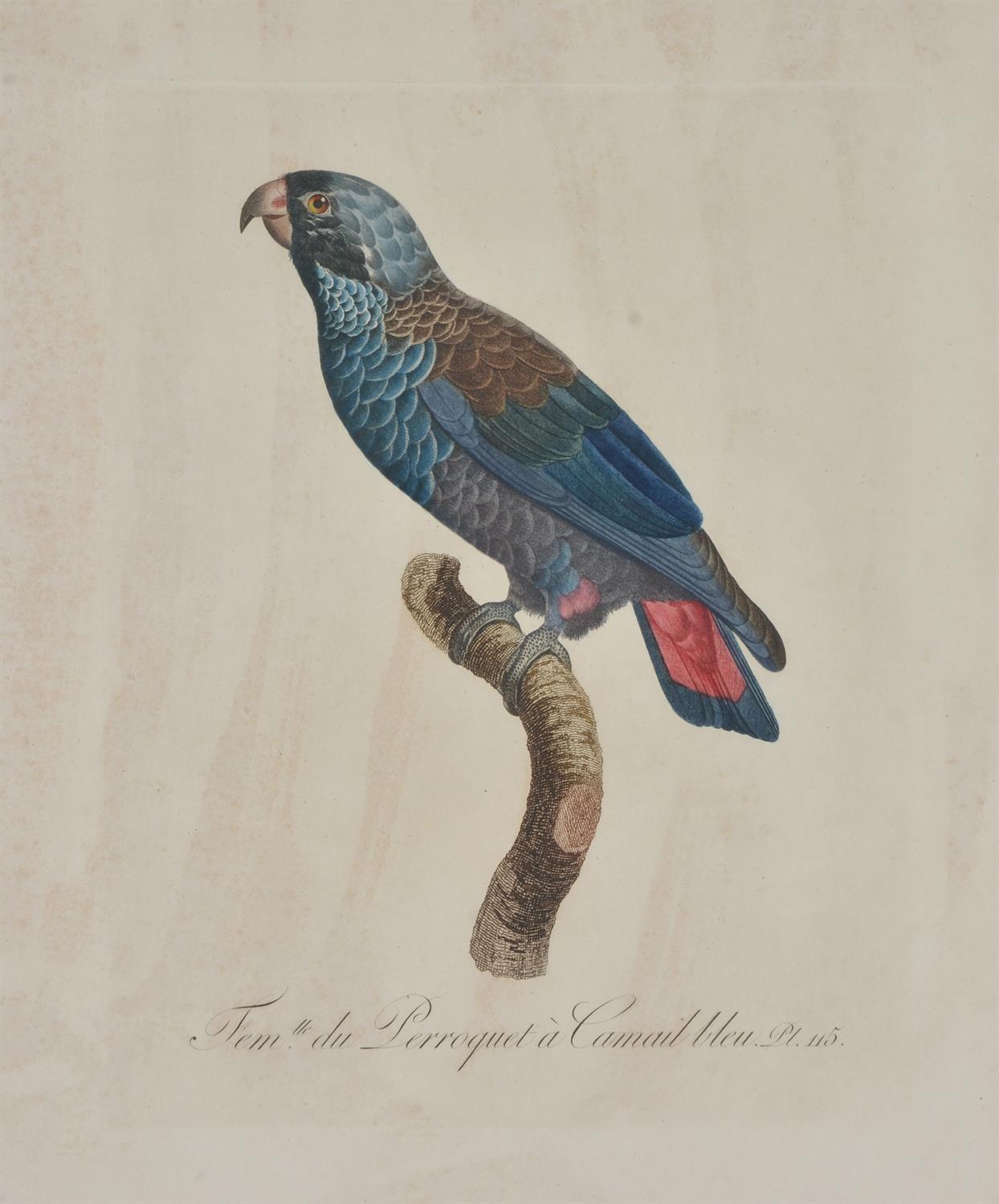 After Jacques Barraband, A set of four exotic birds, Hand-coloured engravings, each overall 59 x 50c - Image 5 of 5